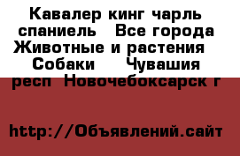 Кавалер кинг чарль спаниель - Все города Животные и растения » Собаки   . Чувашия респ.,Новочебоксарск г.